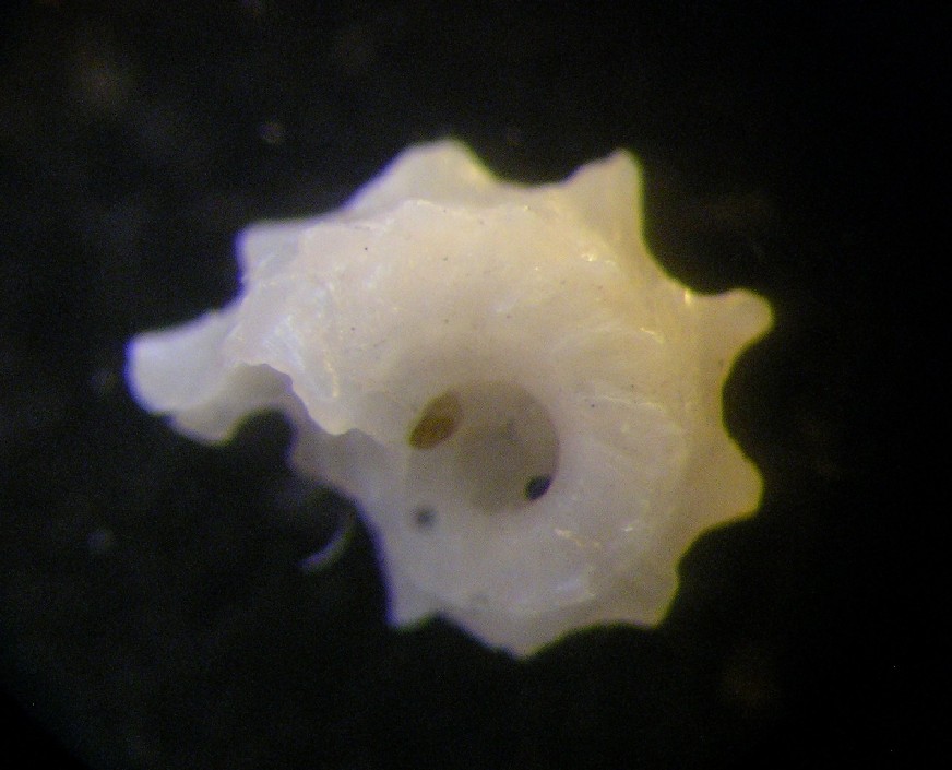 Bolma rugosa juv.